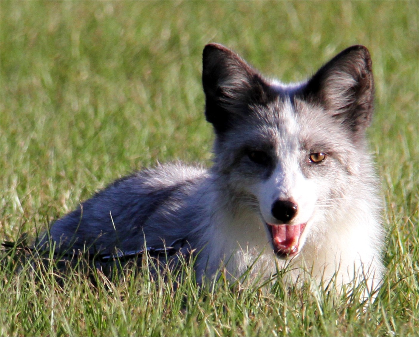 Fox russia. Domesticated Silver Fox. Russian Fox. Domestication Foxes. Angry Russian Fox.